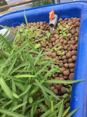 Đất sét nung (sỏi nhẹ) trồng rau nuôi cá sạch cao cấp Phú Hòa An