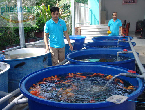Thùng nhựa nuôi cá Phú Hòa An