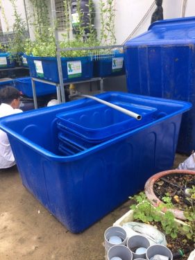 Hệ thống trồng rau nuôi cá sạch aquaponics 6 khay to