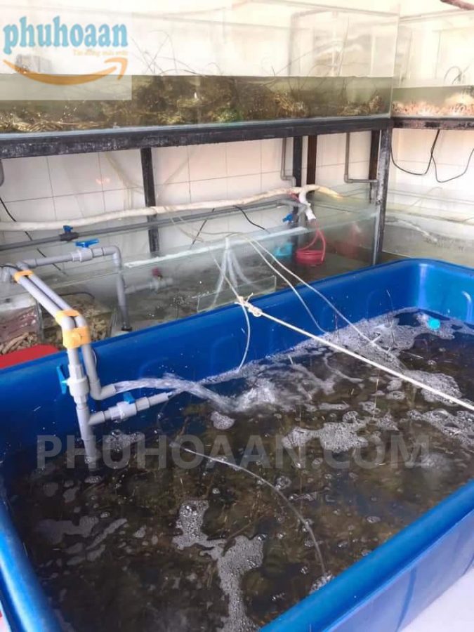 Tổng kho bán thùng nhựa nuôi cá tại Hà Nội