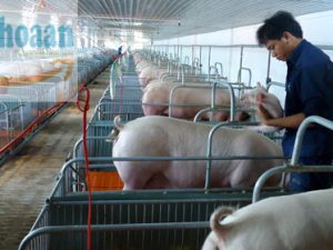 Một số chú ý khi xây dựng chuồng nuôi lợn thịt