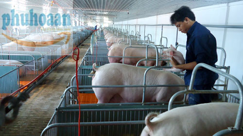 Một số chú ý khi xây dựng chuồng nuôi lợn thịt