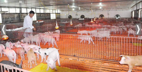 Chuồng heo lát bằng tấm nhựa 40x60 cao cấp Phú Hòa An