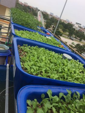 Hệ thống trồng rau nuôi cá sạch bằng đất sét nung (sỏi nhẹ) cao cấp Phú Hòa An