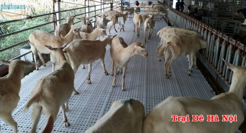 Tấm nhựa lót sàn dê tại nước ta