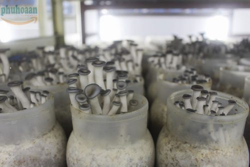 Hũ nhựa trồng nấm 500gr