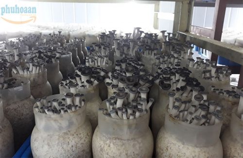 Hũ nhựa trồng nấm 500gr