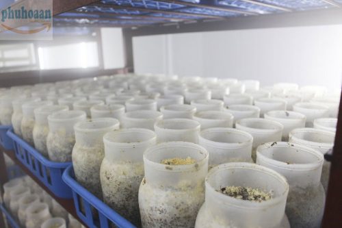 Hũ nhựa trồng nấm 500gr