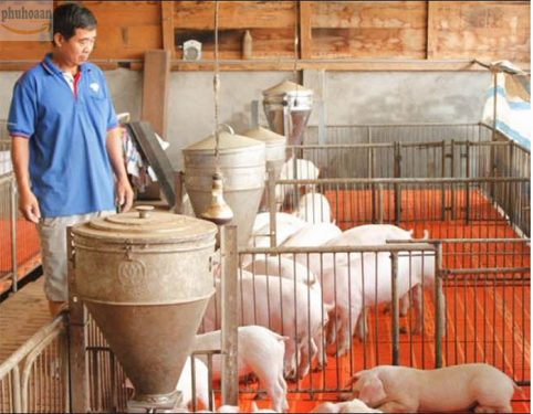 7 lý do cho thấy nuôi heo trên sàn nhựa là quyết định sáng suốt