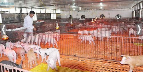 7 lý do cho thấy nuôi heo trên sàn nhựa là quyết định sáng suốt