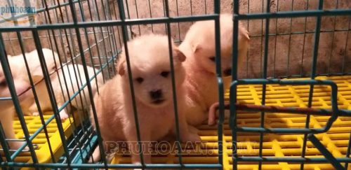 Bán tấm nhựa lót sàn chuồng chó ở Hà Nội