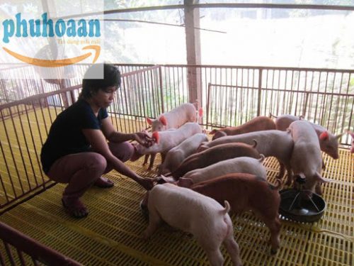 7 lý do nên lựa chọn nuôi heo trên sàn nhựa