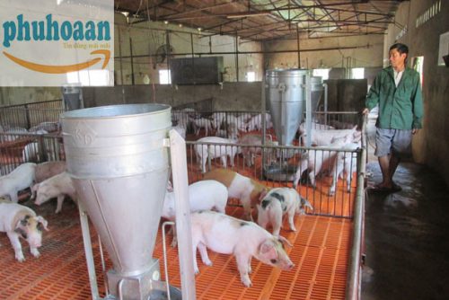 Một số chú ý khi xây dựng chuồng nuôi lợn thịt