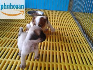 Mua Tấm Nhựa Lót Sàn Chuồng Chó Ở Hà Nội Bền, Đúng Loại