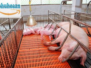 Tấm Nhựa Lót Sàn Chuồng Heo – Những Điều Cần Biết Trước Khi Mua
