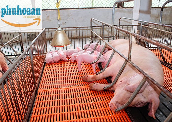 Tấm Nhựa Lót Sàn Chuồng Heo – Những Điều Cần Biết Trước Khi Mua